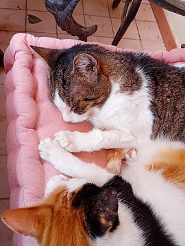 Gatti